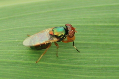 Physiphora clausa