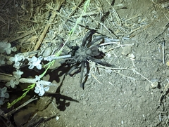 Aphonopelma steindachneri
