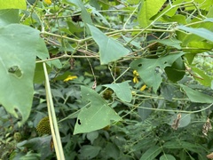 Persicaria perfoliata
