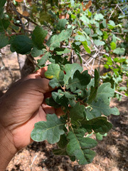 Quercus × eplingii