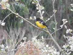 Pheucticus aureoventris