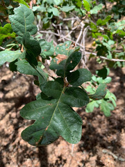 Quercus × eplingii