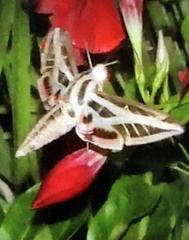 Eumorpha fasciatus