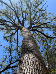 Quercus × eplingii