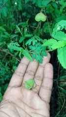 Cardiospermum halicacabum