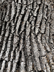 Quercus × eplingii