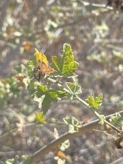 Malacothamnus fasciculatus