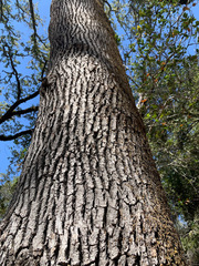 Quercus × eplingii