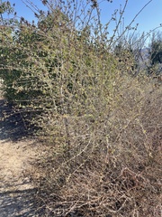 Malacothamnus fasciculatus