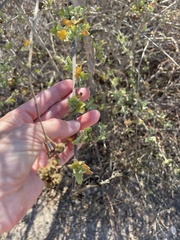 Malacothamnus fasciculatus