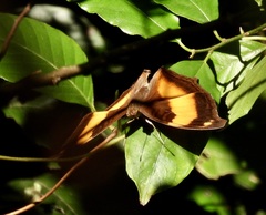 Yoma sabina