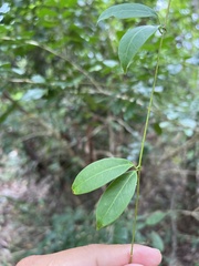 Urceola rosea