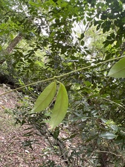 Urceola rosea