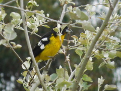 Pheucticus aureoventris