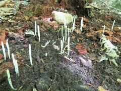 Clavaria fragilis