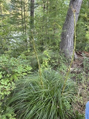 Xerophyllum tenax