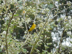 Pheucticus aureoventris