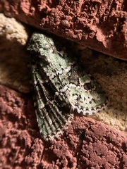 Lacinipolia laudabilis