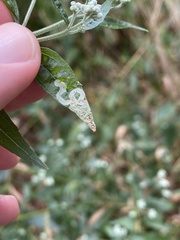 Liriomyza carphephori