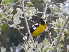 Pheucticus aureoventris