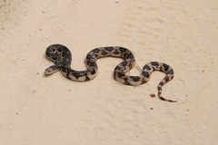 Pituophis melanoleucus melanoleucus