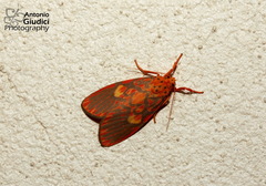 Ammatho cuneonotatus
