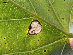 Phyllonorycter lucetiella