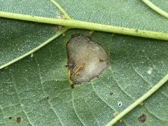 Phyllonorycter lucetiella
