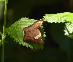 Netrocoryne repanda
