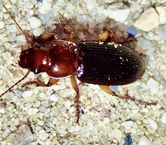 Harpalus erraticus