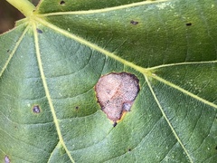 Phyllonorycter lucetiella