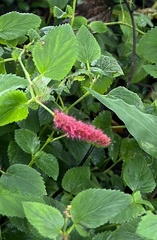 Acalypha herzogiana