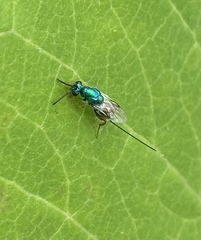 Torymidae
