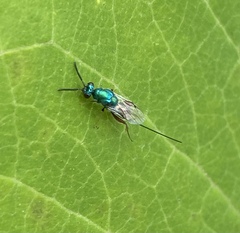 Torymidae