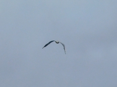 Chroicocephalus serranus