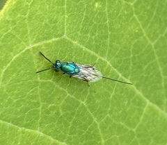 Torymidae