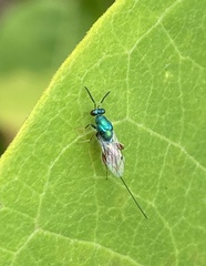 Torymidae