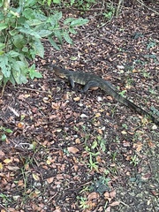 Varanus salvator macromaculatus