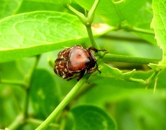 Euphoria leucographa
