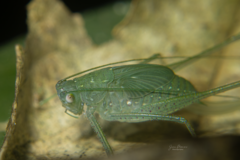 Anaulacomerina
