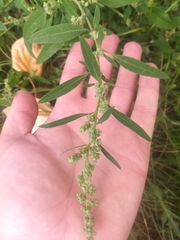 Chenopodium album