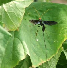 Megarhyssa atrata