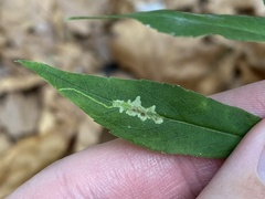 Calycomyza promissa
