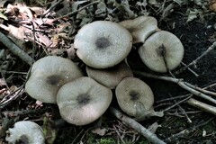 Agaricus placomyces