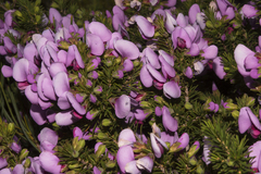 Gompholobium scabrum