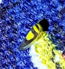 Colladonus clitellarius