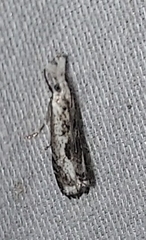 Microcrambus minor