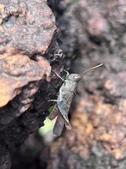 Trilophidia annulata