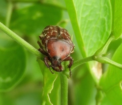 Euphoria leucographa