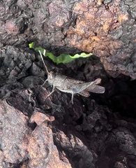 Trilophidia annulata